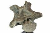 Camarasaurus Atlas (st Cervical) Vertebrae - Very Rare #77949-4